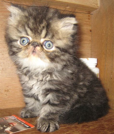 Tortoiseshell Persian Cat Price Face Great Bloggers Photogallery