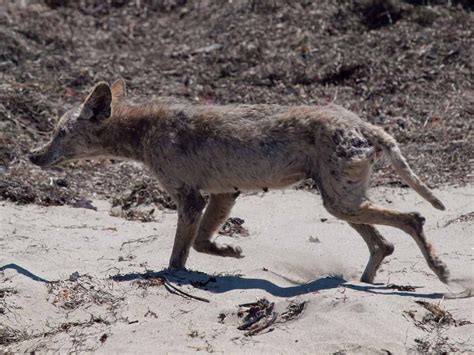 50 Interesting Coyote Facts That You Should Know - Facts.net