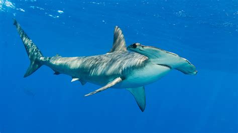 3 Sharks That Need Protection In The Indian Ocean The Pew Charitable