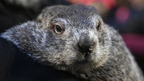 Pennsylvania groundhog Punxsutawney Phil, Phyllis welcome 2 baby groundhogs - ABC7 Los Angeles