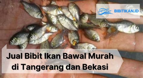 Jual Bibit Ikan Bawal Murah Di Tangerang Bekasi Bibitikan Id