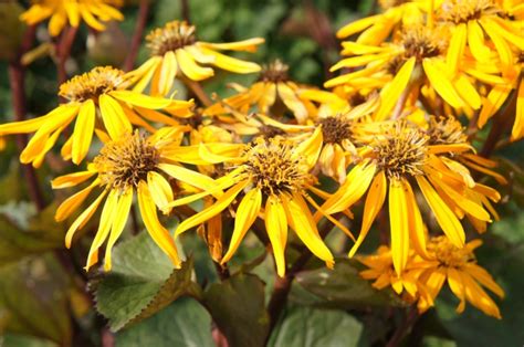 12 Different Types of Ligularia Varieties - Garden Lovers Club