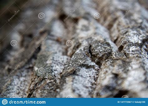 Texture De Fond D Corce D Arbre Pelez L Corce D Un Arbre Qui Trace La