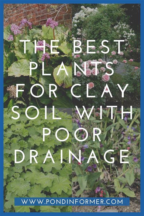 Beautiful Plants That Thrive In Clay Soil