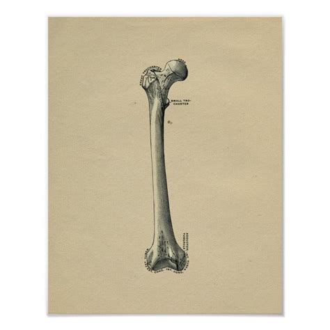 Human Femur Anatomy Vintage Print Zazzle Vintage Prints Print