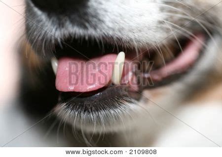 Canine Teeth Image & Photo (Free Trial) | Bigstock