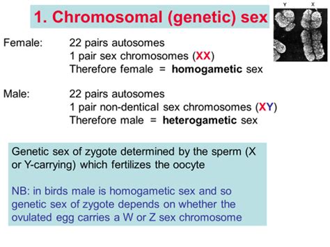 Week 5 Sexual Differentiation Flashcards Quizlet