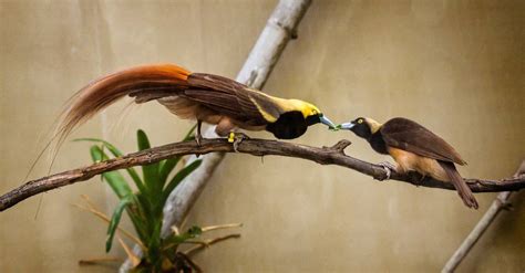 Bird Of Paradise - A-Z Animals