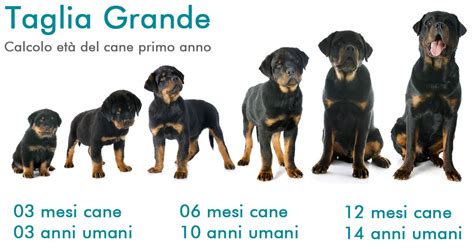 COME CALCOLARE l età del cane in anni umani PerPets