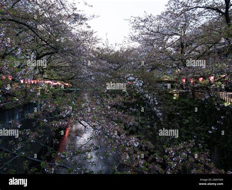 Tokyo Japan April Last Cherry Blossoms Of The Season On