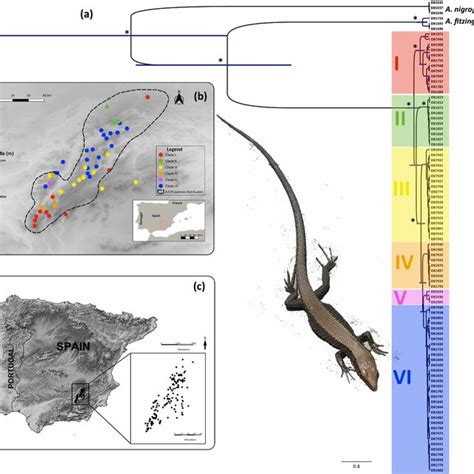 A Bayesian Phylogenetic Tree Based On The Combined Mtdna Dataset