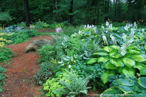 Pin by Jen on Shade border | Garden ideas under trees, Shade garden ...