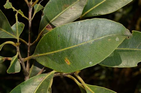 West African Plants A Photo Guide Syzygium Guineense Willd Dc