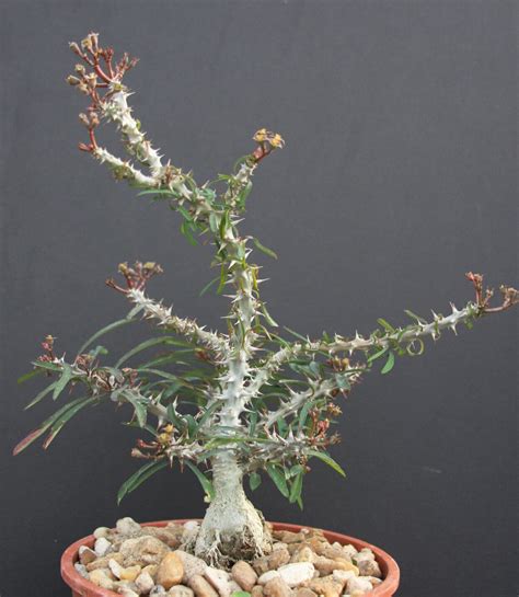 GUÍA de CUIDADO del BONSAI de EUPHORBIA Descubre TEXTURAS