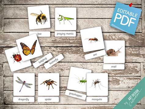 Insects 22 Editable Montessori Cards Flash Cards Etsy