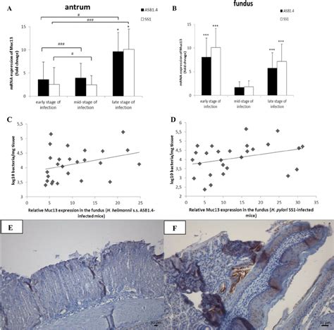 Muc13 Expression In The Stomach Of Helicobacter Infected And Control