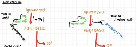 4 The Link Reaction And The Krebs Cycle Flashcards Quizlet