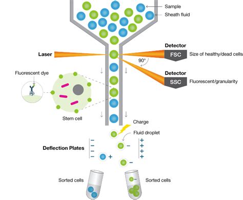 T Cell Flow Cytometry