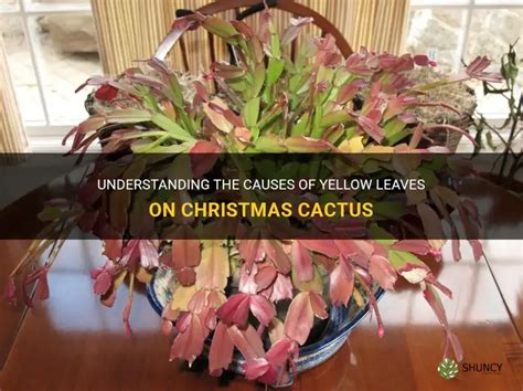 Understanding The Causes Of Yellow Leaves On Christmas Cactus Shuncy