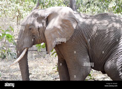 Elephants in the savanna Stock Photo - Alamy