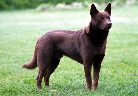 Most viewed Kelpie wallpapers | 4K Wallpapers