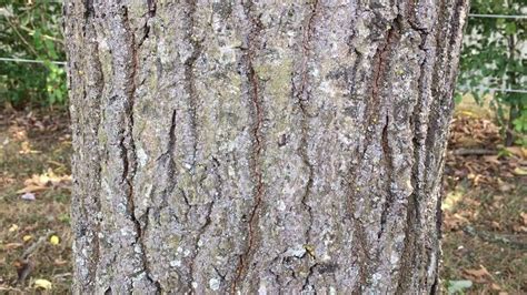 Sessile Oak Quercus Petraea Trunk Close Up August Trunks