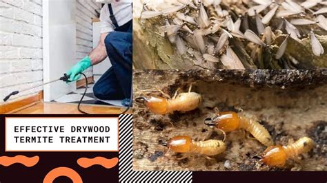 Effective Drywood Termites Treatment Get Rid Of Drywood Termites