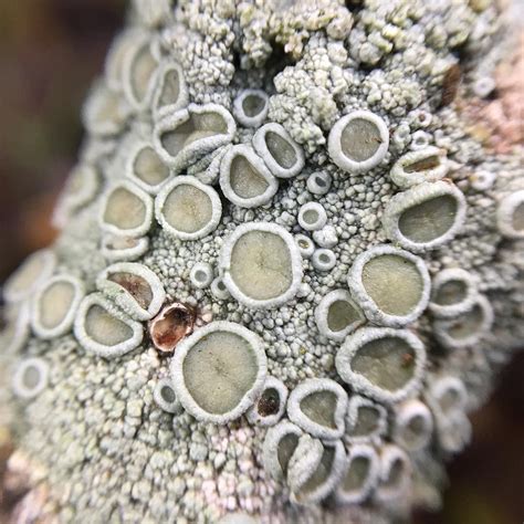 This Is A Lichen Which We Know Is Part Fungi Exhibiting Spore