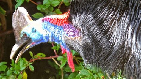 Cassowary Fight 4 Hero Drums