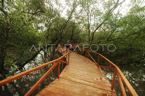 Wisata Edukasi Hutan Mangrove Antara Foto