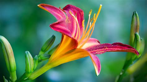 Beautiful Purple Lily Flower Blooming Photo 4k Hd Preview