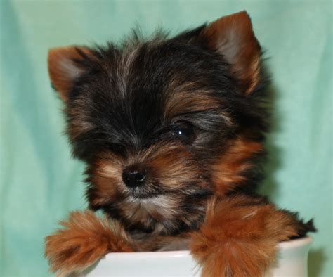 How Much Does A Yorkie Shy Terrier Cost