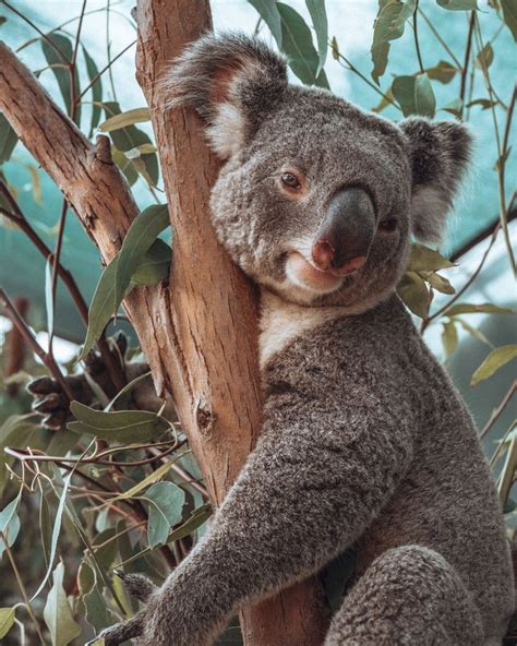 50 Things You Need To Know Before Travelling To Australia Koala