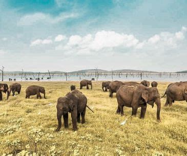 Visit National Parks In Sri Lanka Wilpattu Minneriya Kaudulla