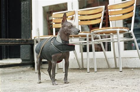 9 Hairless Dog Breeds - Surprisingly Cuddly & Affectionate