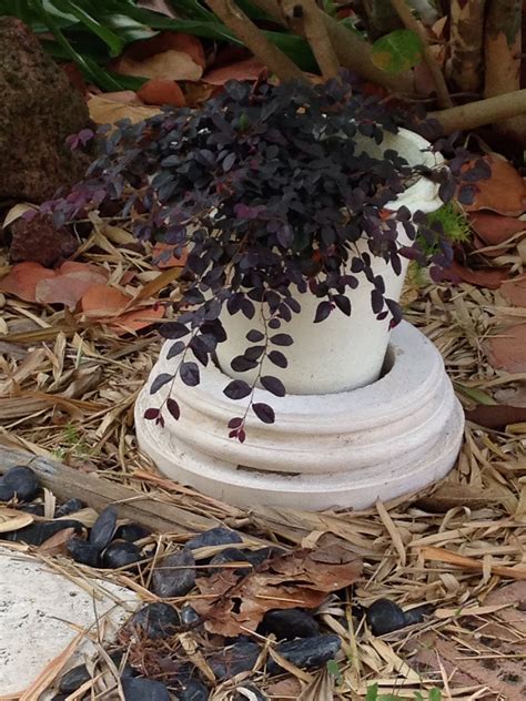 Purple Pixie Weeping Loropetalum Showy Pink Flowers And Rich Purple