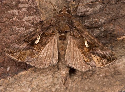 Maryland Biodiversity Project Common Looper Moth Autographa Precationis