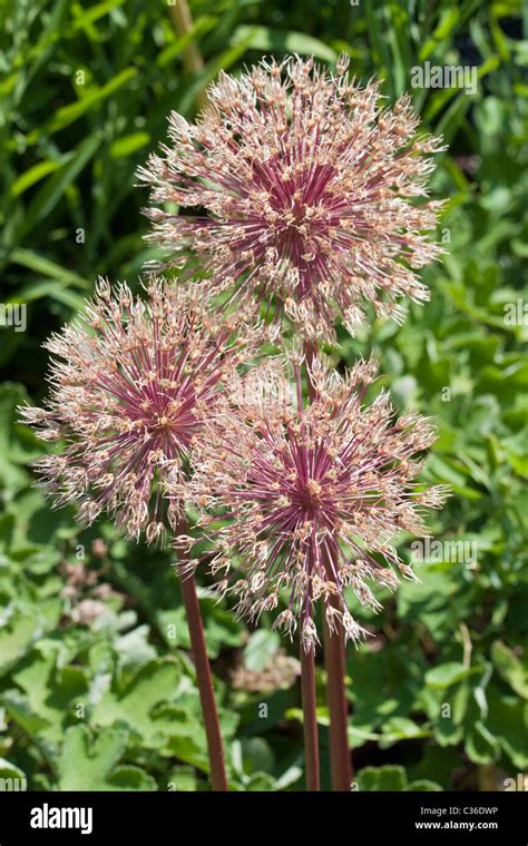 Allium Seedheads Hi Res Stock Photography And Images Alamy