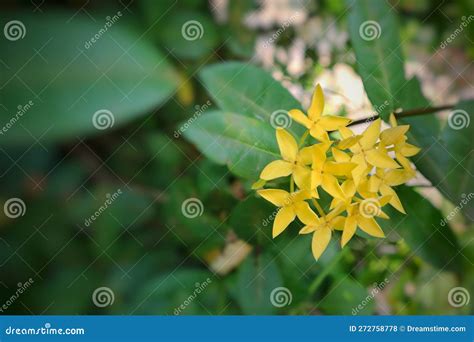 Yellow Ixora Flower Stock Photo Image Of Shrub Ixora 272758778