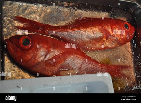 Red Fish With Big Eyes Priacanthidae For Sale In Tsukiji Fish Market