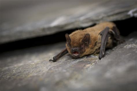 Common pipistrelle | The Wildlife Trusts