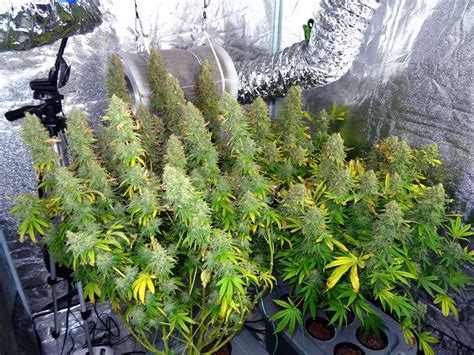 Ways To Increase Yields With Any Strain Grow Weed Easy