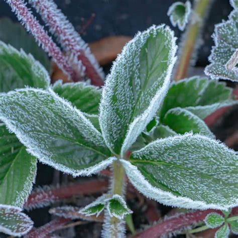 Strawberry Plants 1 Strawberry Resource