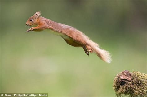 Photographer Simon Dale Captures Red Squirrel Jumping 12ft Into Air