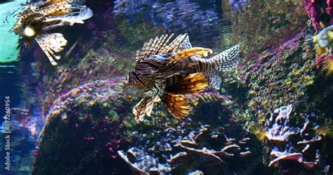 Common Lion Fish Pterois Volitans Venomous Specy Adult Swimming