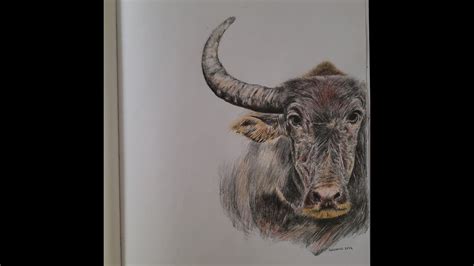 How To Draw A Carabao Colored Pencil Realistic Drawing Youtube