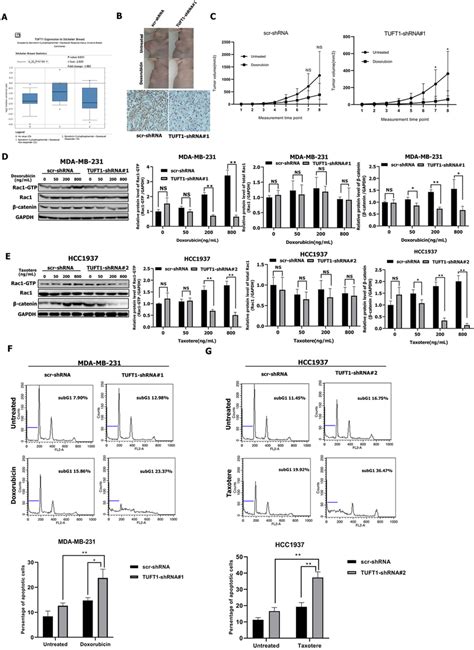 TUFT1 Knockdown TNBC Cells Are More Sensitive To Doxorubicin And