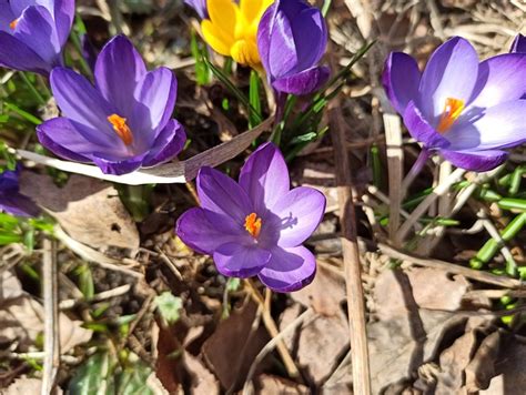 Crocuses Blue Purple Free Photo On Pixabay Pixabay