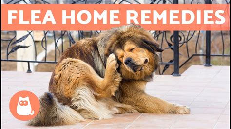 6 Home Remedies For Killing Fleas On Dogs 🐶🐜 Do They Work Youtube