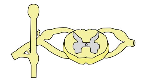 Boards Peripheral Nervous System Diagram Quizlet